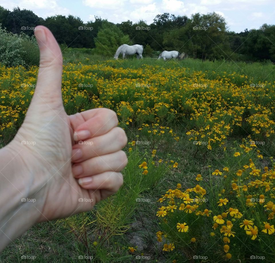 Thumbs-up to Horses and Flowers