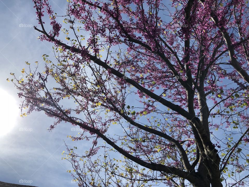 Trees are the earth’s way of stretching and reaching up to touch the beautiful blue warm sunny sky. It feels good to absorb the warmth and breath in the fresh clear air.
