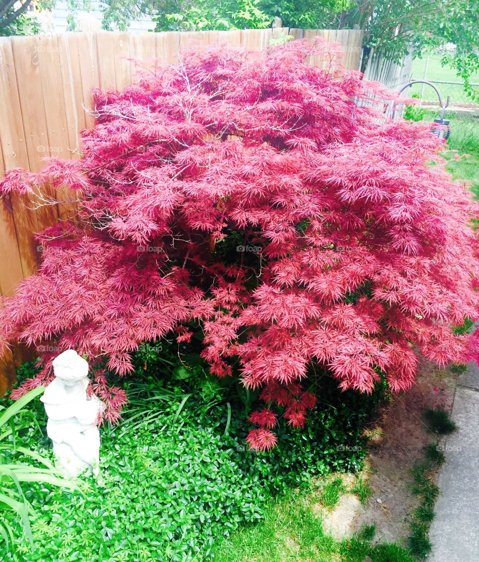 Japanese maple