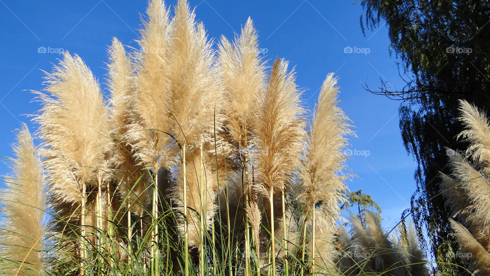 Reeds on a sunny day 