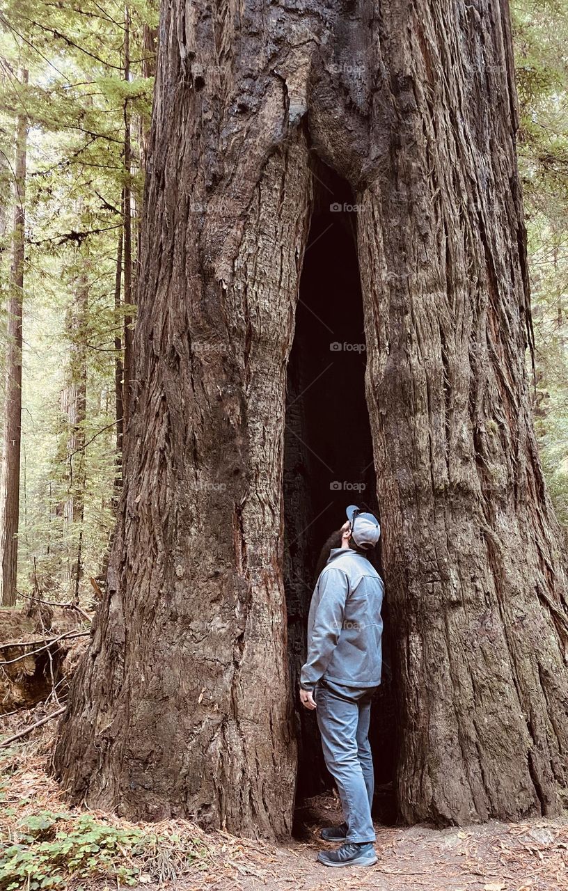 A man looks up into a redwood tree