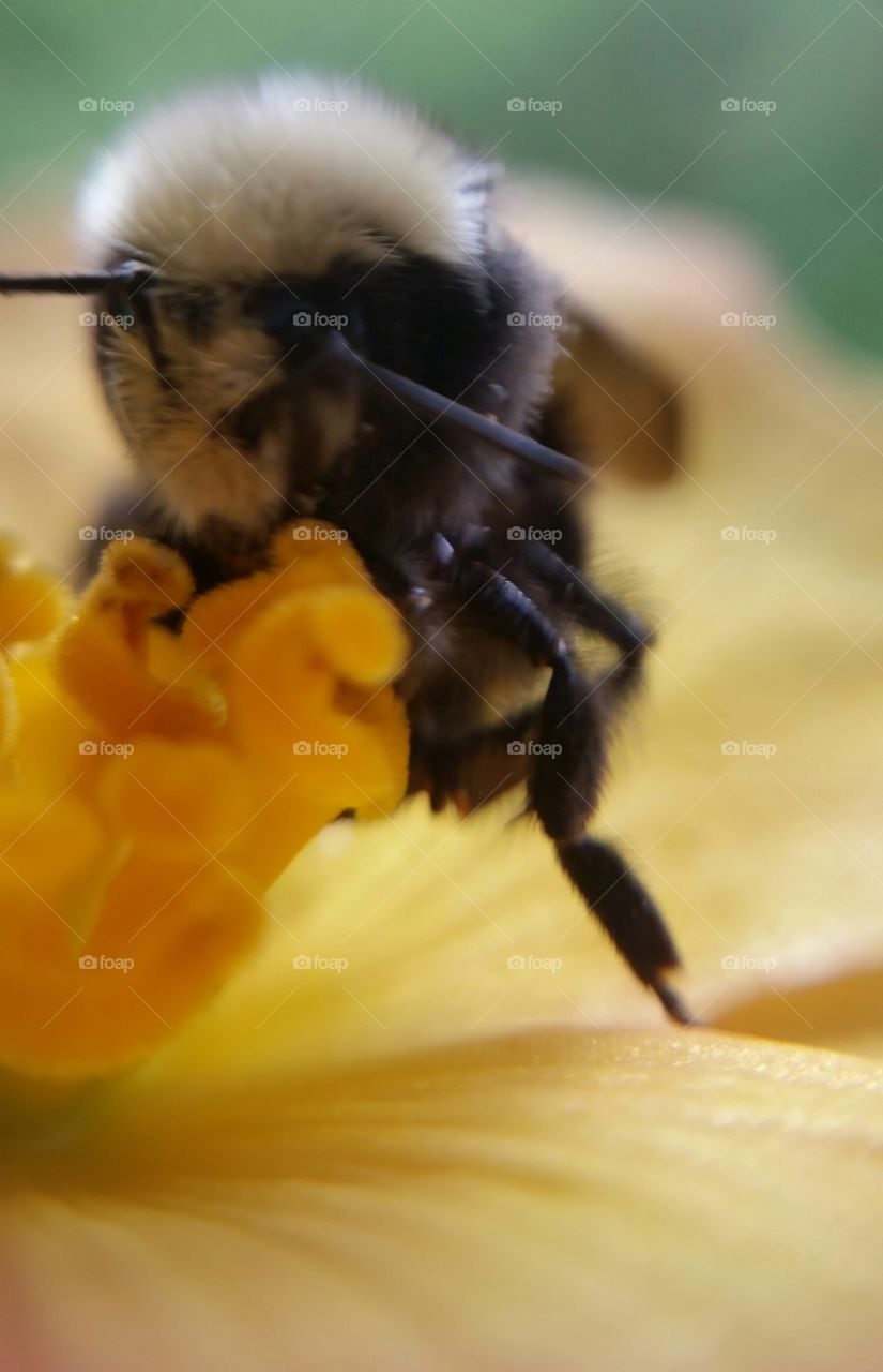 Bee on a begonia blossom