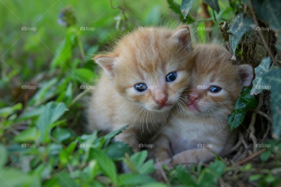 Kittens 