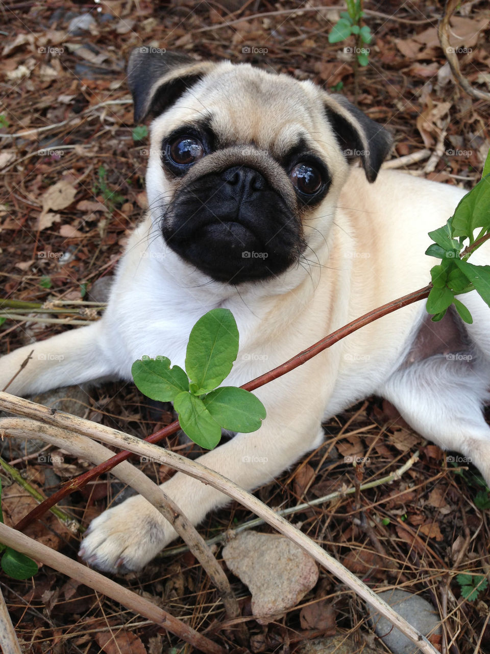 Spring gardening pug style