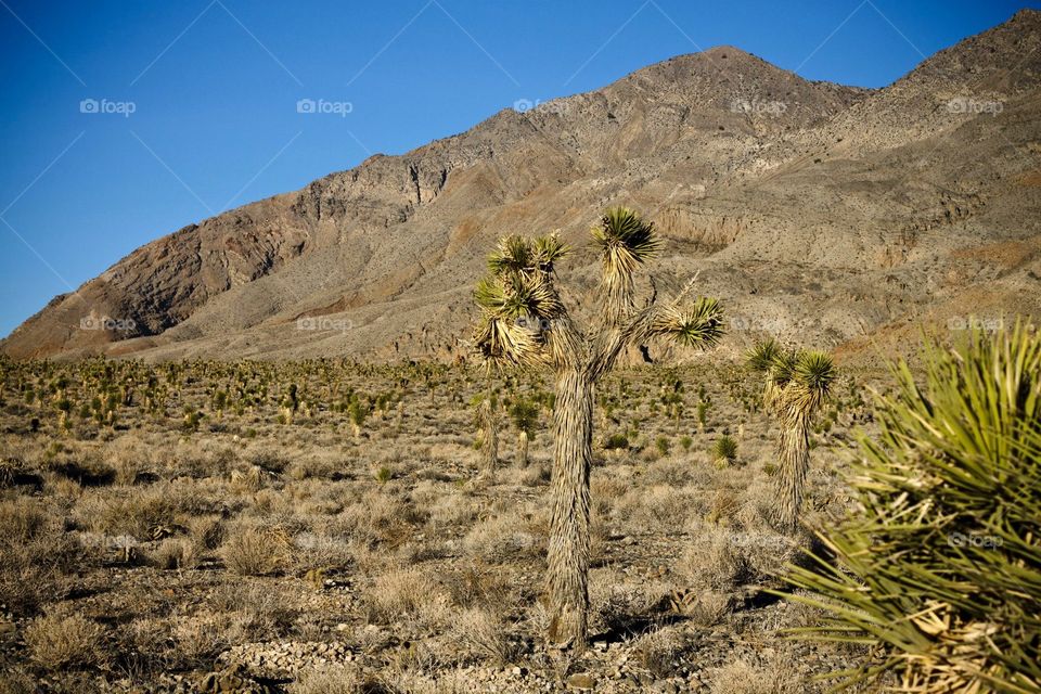 Deserted tree. Death valley .. there are so many similar tress thats arid in the death valkey