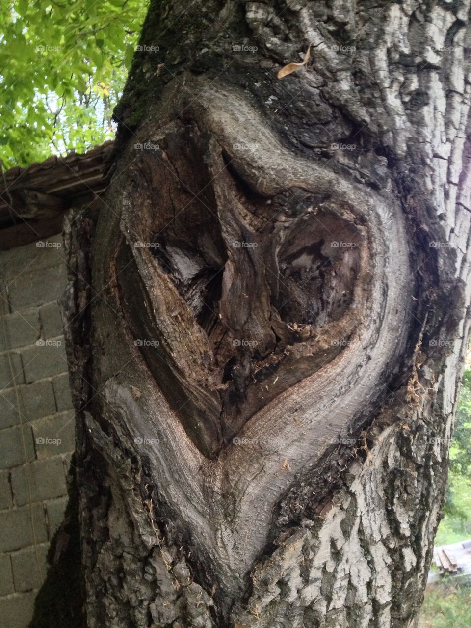 tree heart