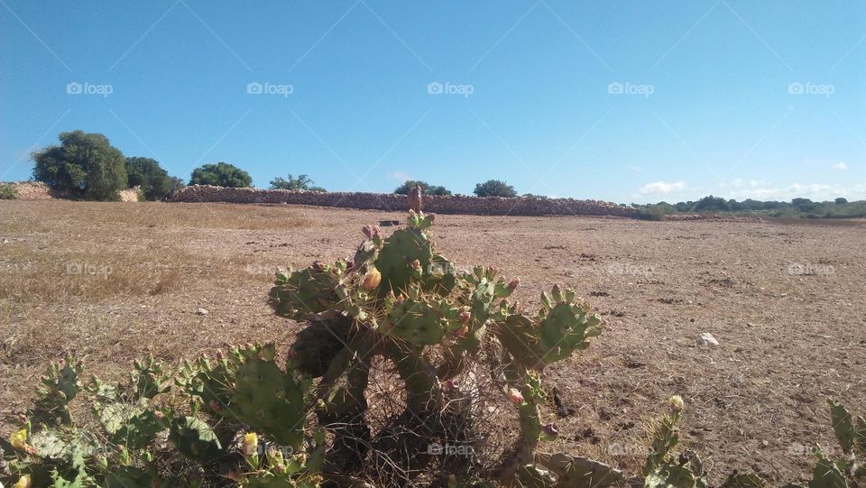 Cactus and beautiful landscape.