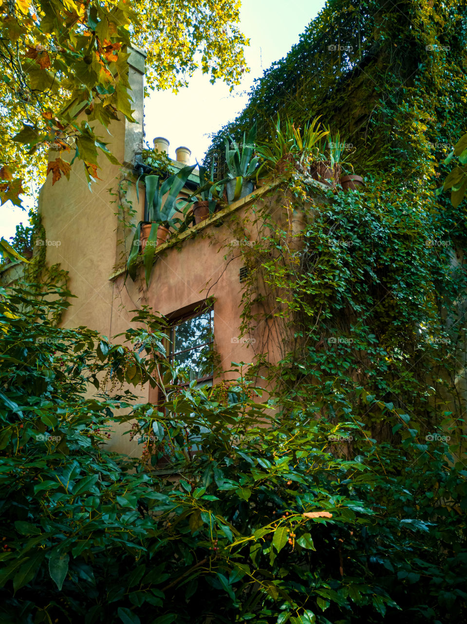 Facade of house with overgrown evergreen vine and ivy. Hedera Canariensies creeper.