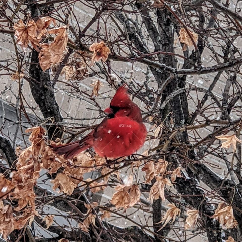 cardinal on a snowy and