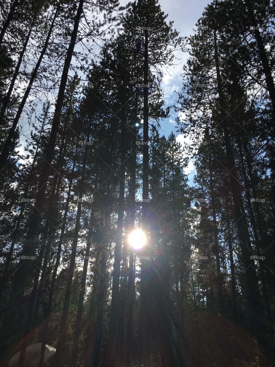 Sun shining through trees at Grand Teton campground 
