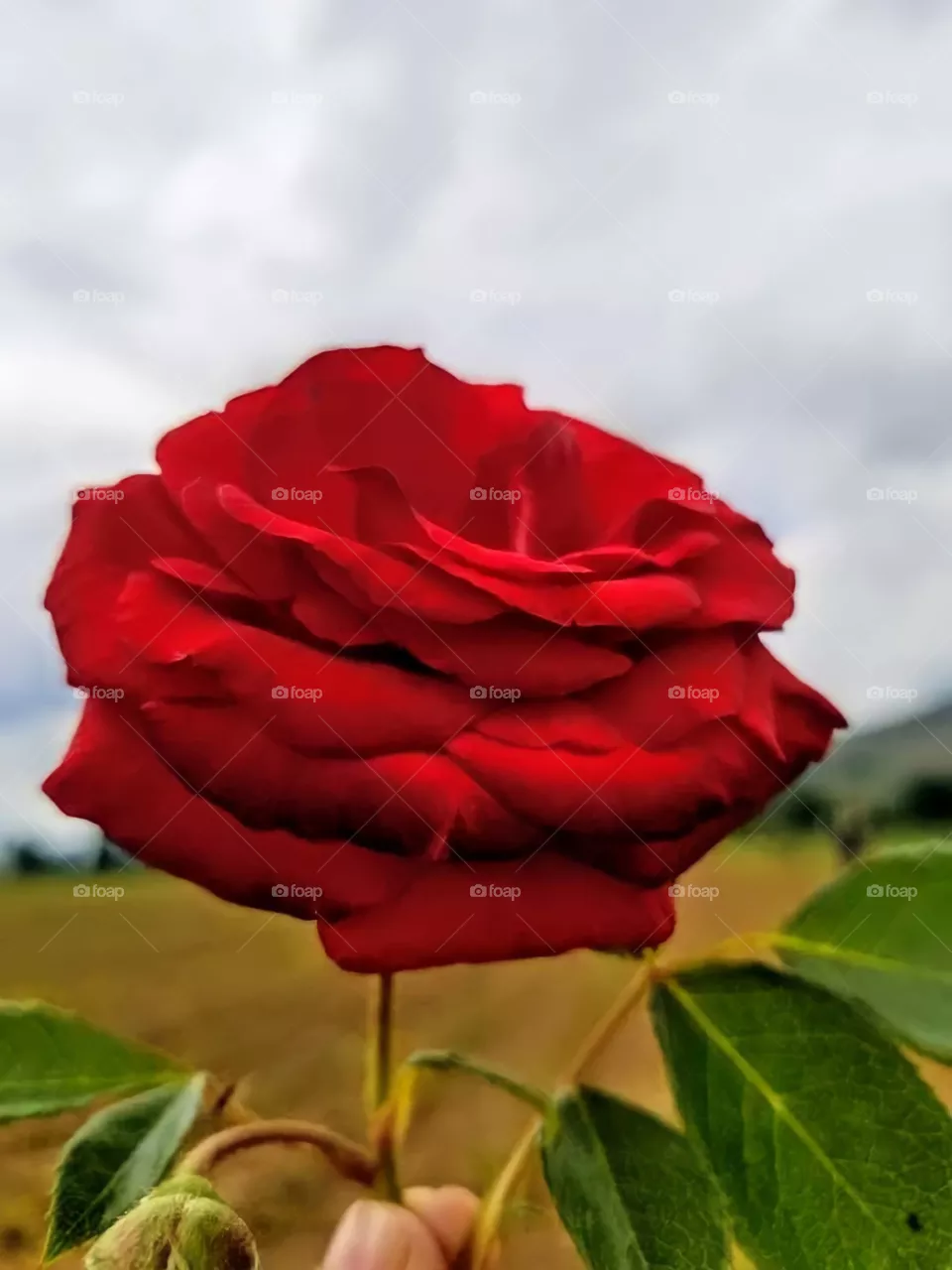 roses