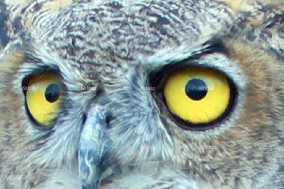 Closeup of the face of a Great-horned Owl. His eyes are wide-open, watchful & always on alert. The bright yellow eyes are rimmed with black to match his black pupils. His eyes contrast with the subdued browns & greys of his feathers & beak.