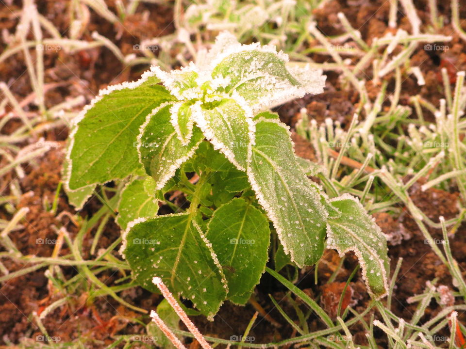 Frozen plant during winter