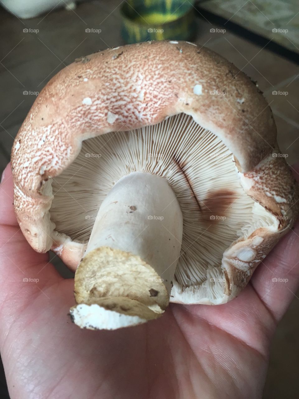 Mushroom gills