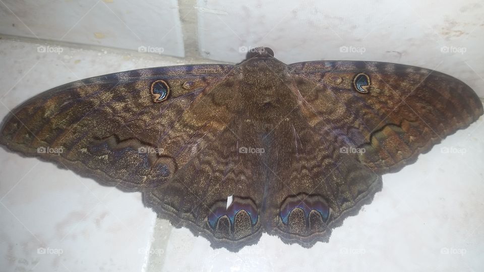 Giant moth with amazing eyes in its camouflage