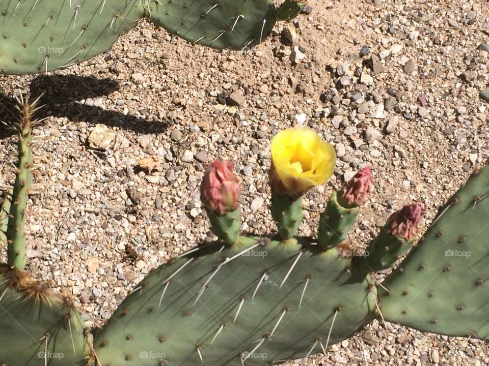 Cactus flower 