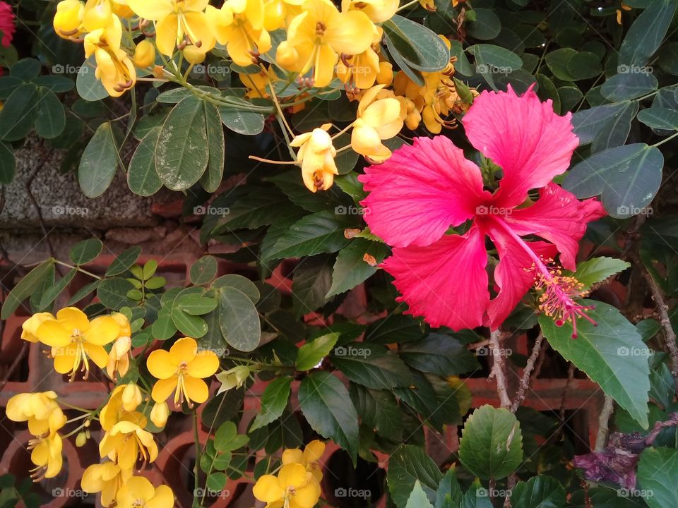 red hibiscus and yellow flower
