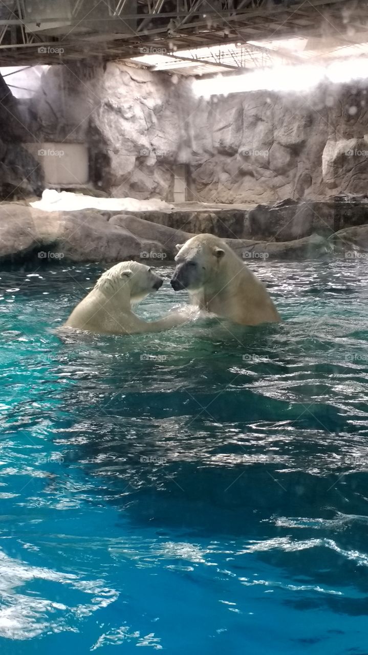 polar Bear