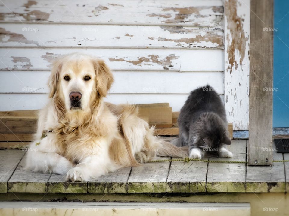 Cat and dog 