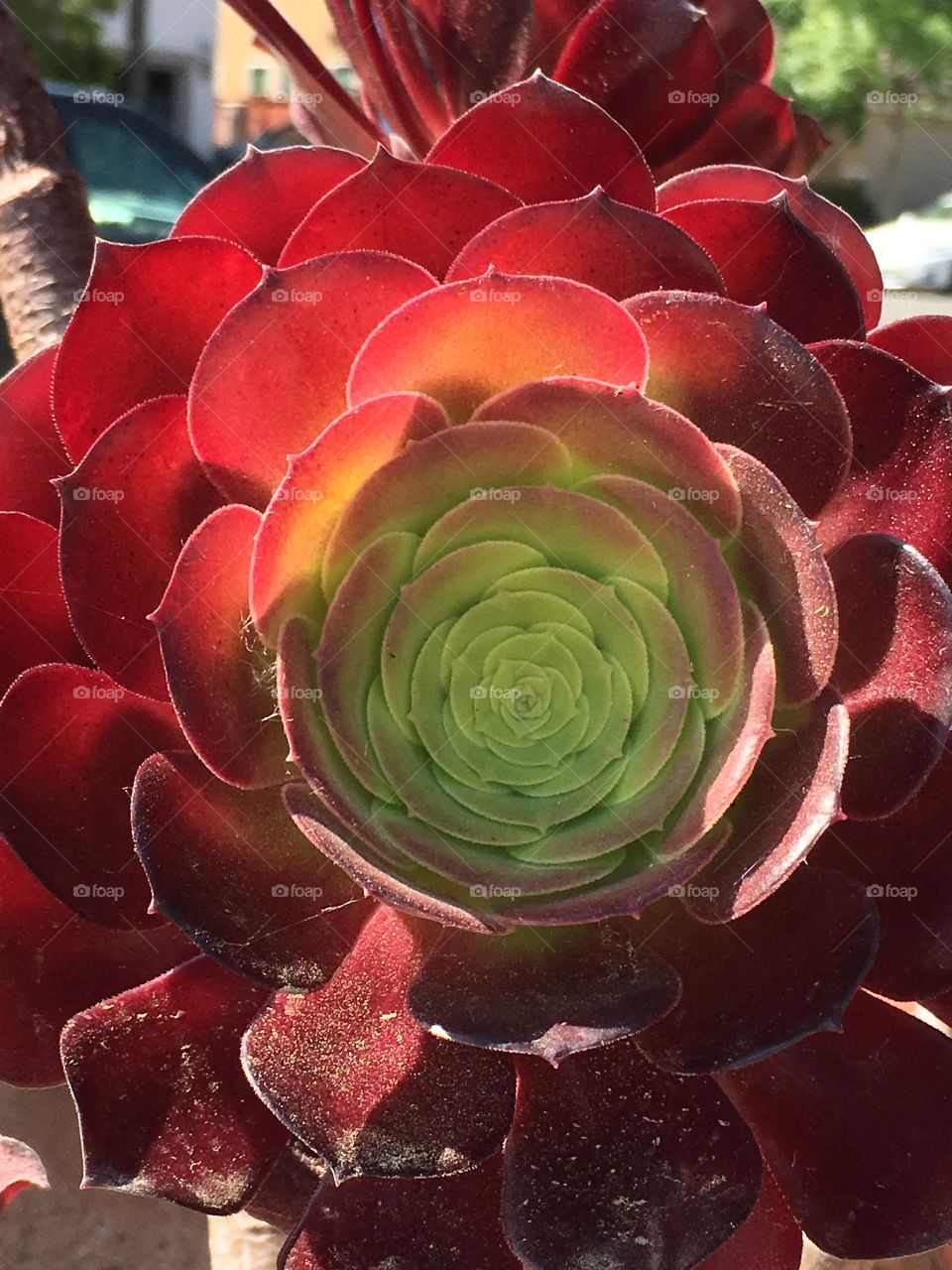 Red green succulent 