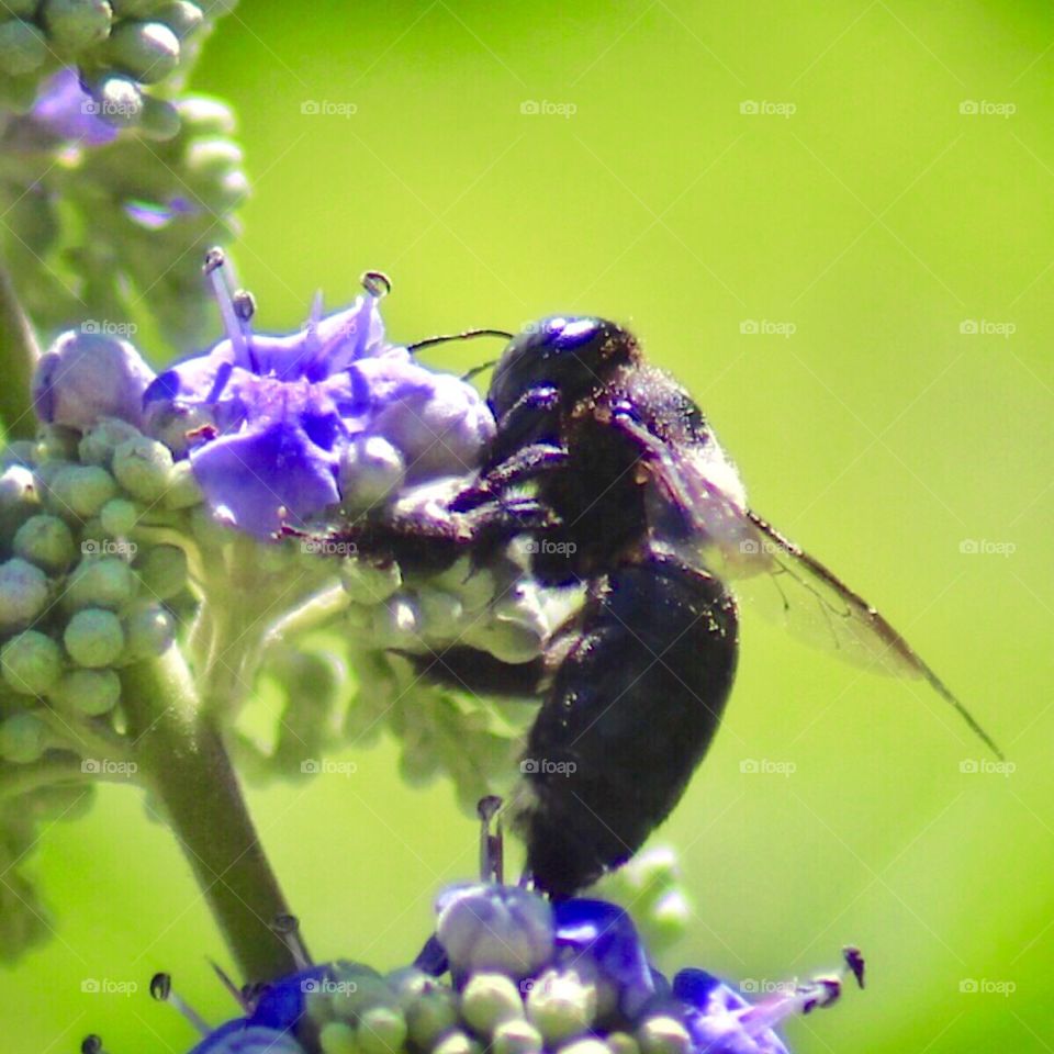 Bumblebee on a Texas Lilac bloom