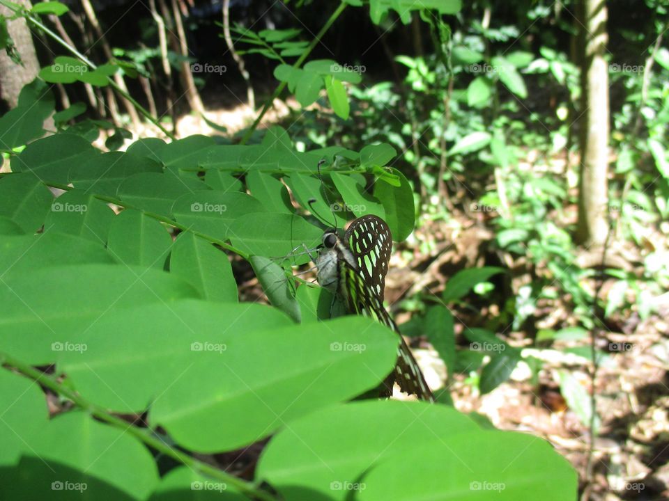 The tailed graphium agamemnon jay is a green and black tropical butterfly that mostly belongs to the swallowtail family.