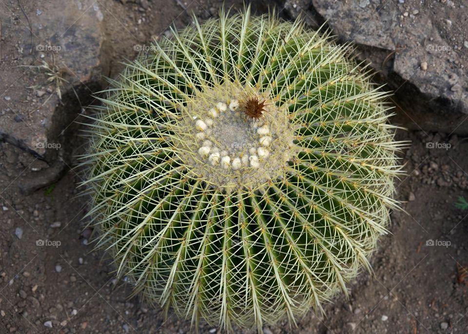 Cactus plant