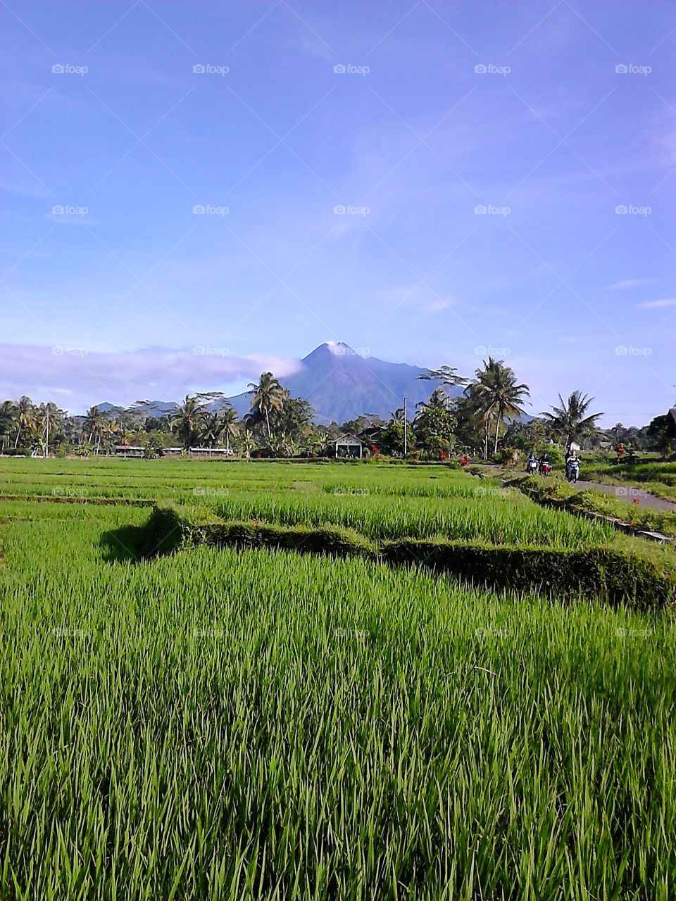 No Person, Agriculture, Landscape, Outdoors, Grass