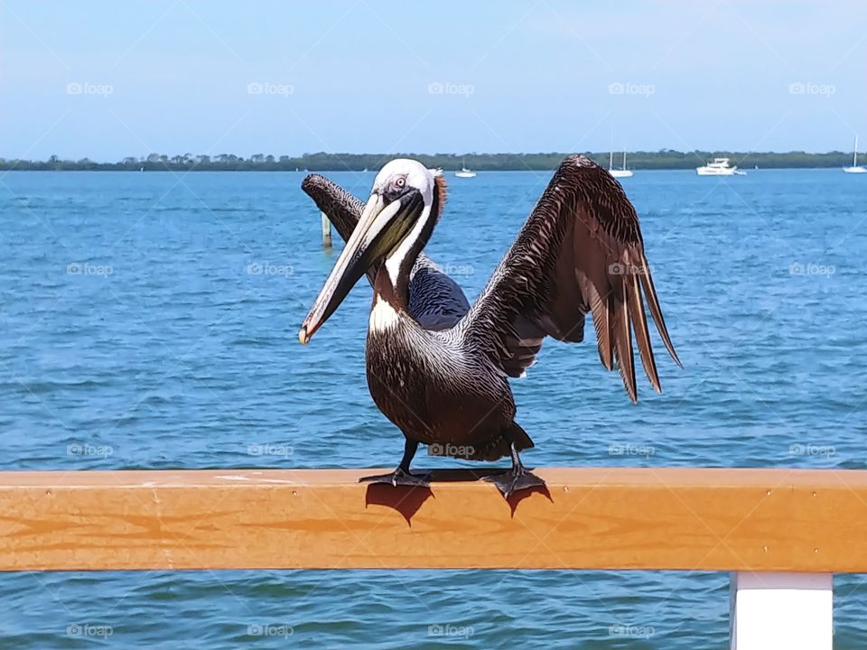 Pelican ready to go fishing