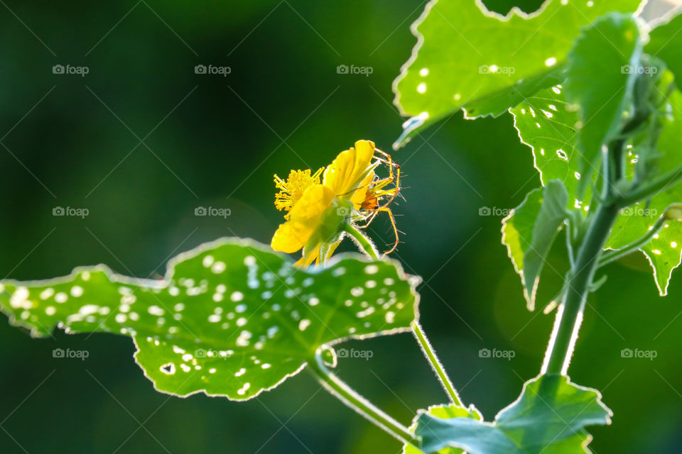 yellow flower spider
