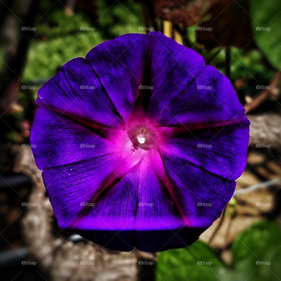 purple blast