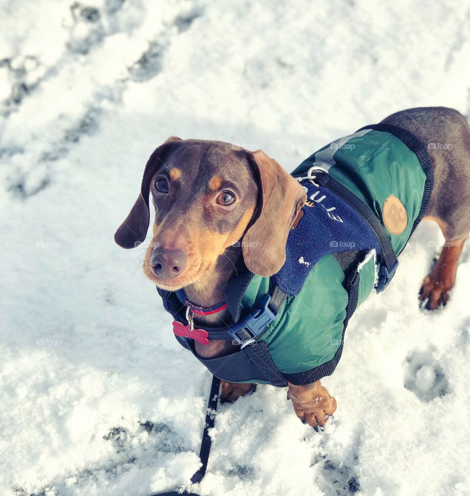 A tan brown dachshund dog wearing a green and blue dog coat looking up at his owner in the snow 