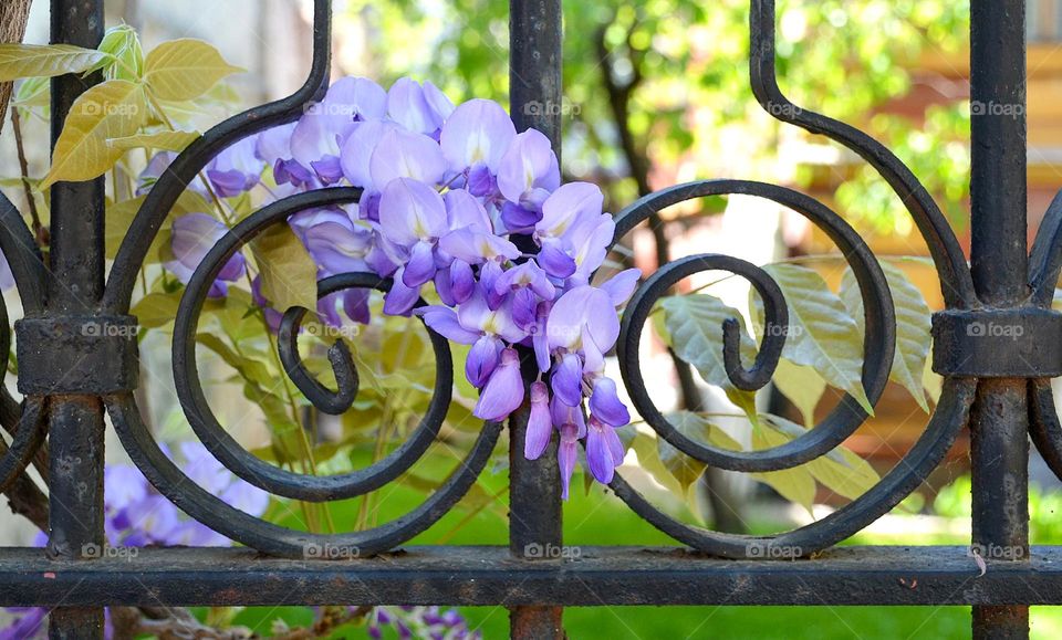 Urban nature Plants, Bulgaria