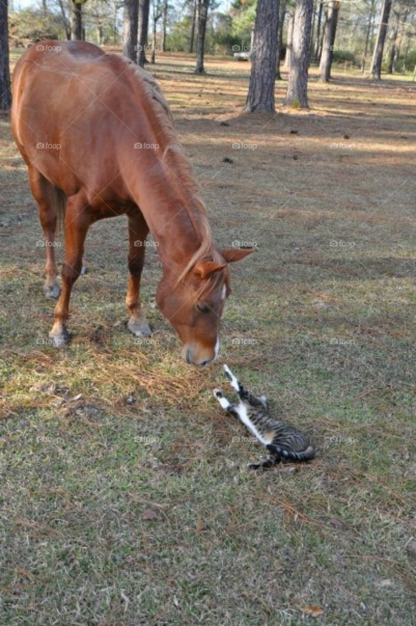 Horse and cat. Playtime 