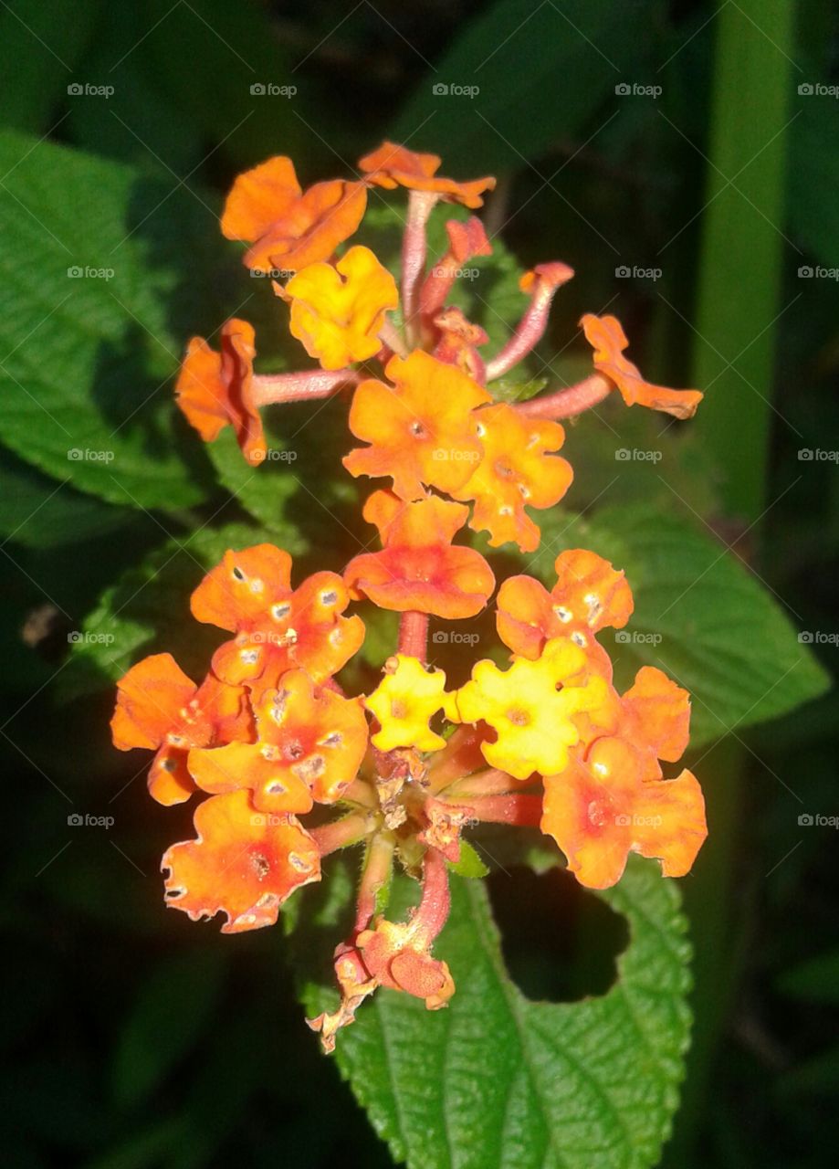 bunga duri orange