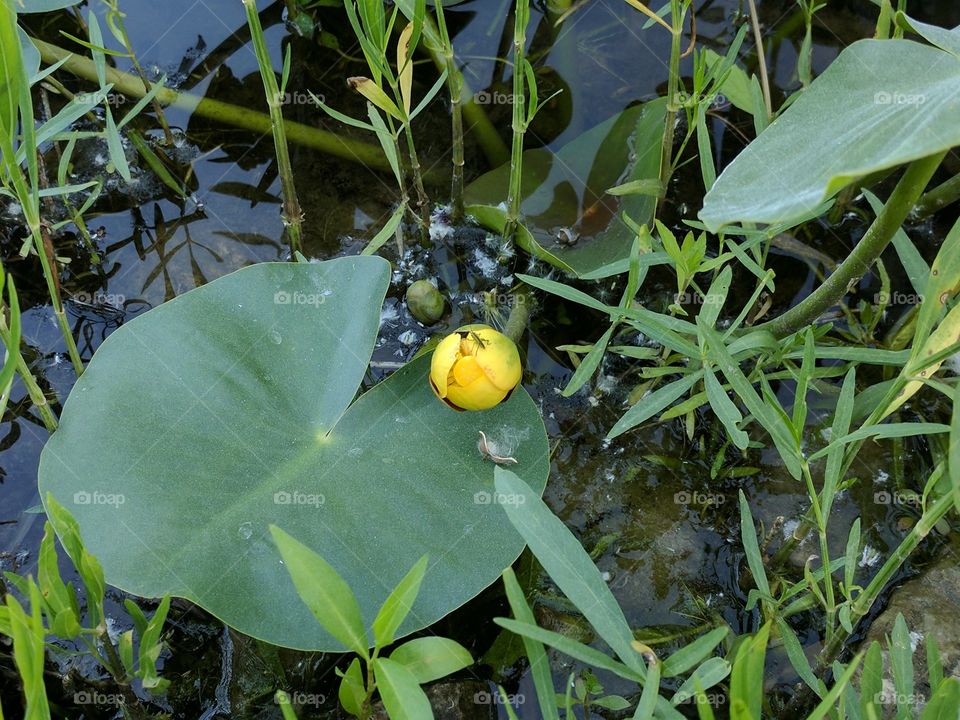 Lily pad bloom