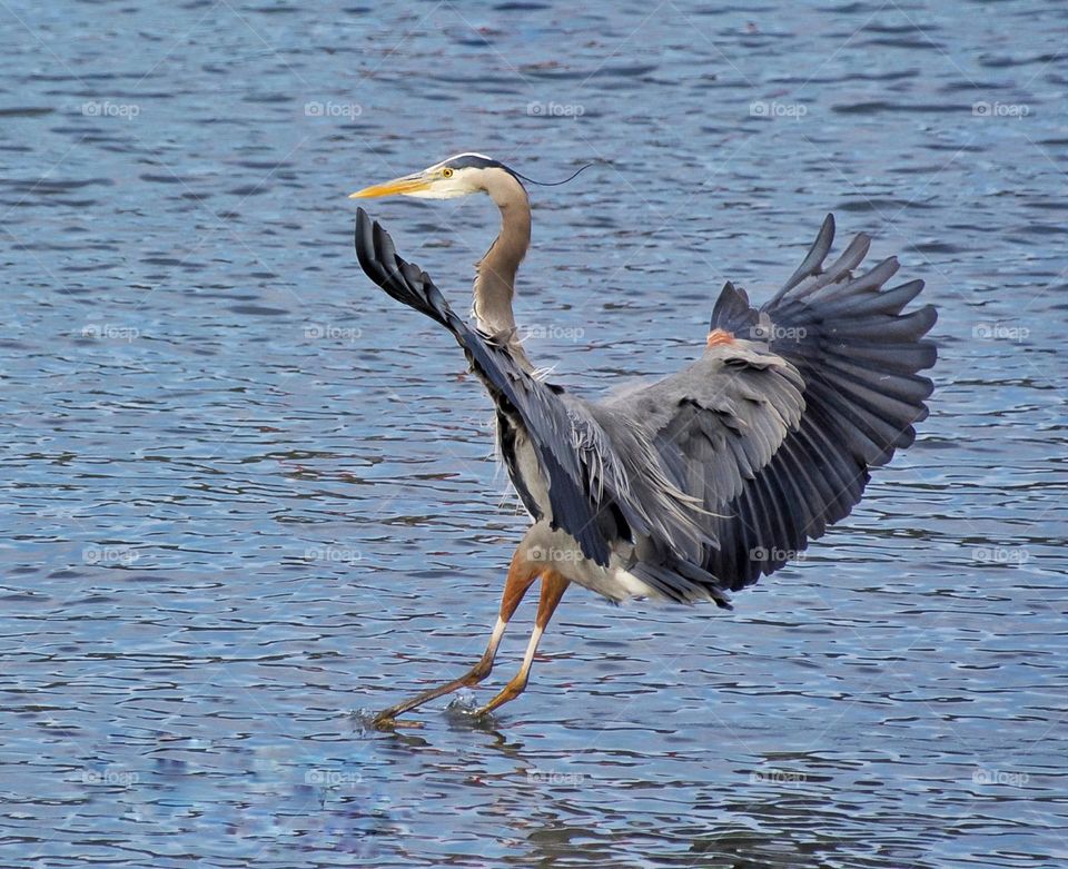 Great Blue Heron landing in the water