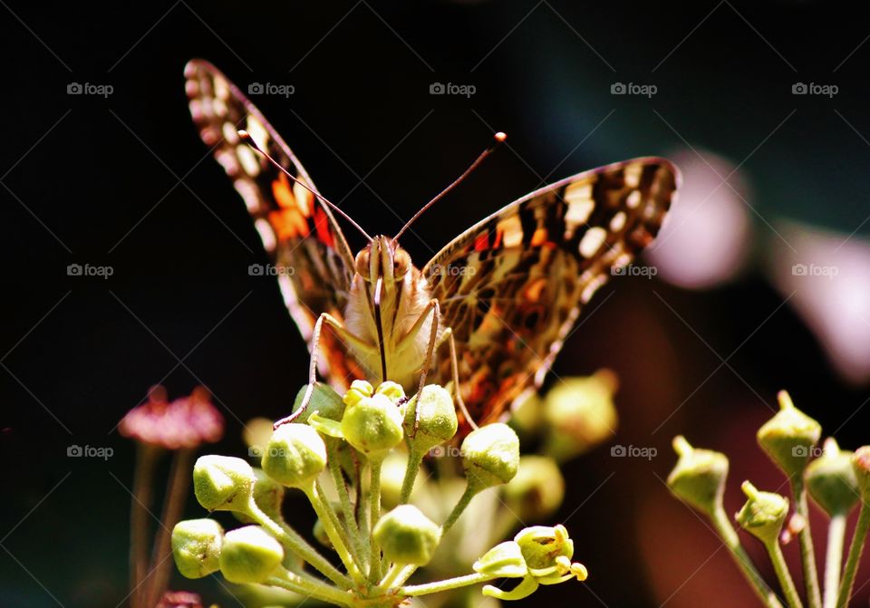 Closeup of a Painted Lady Butterfly face 