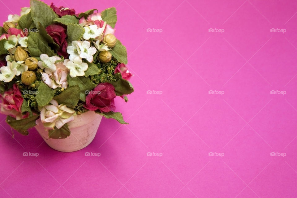 Flower, No Person, Rose, Leaf, Floral