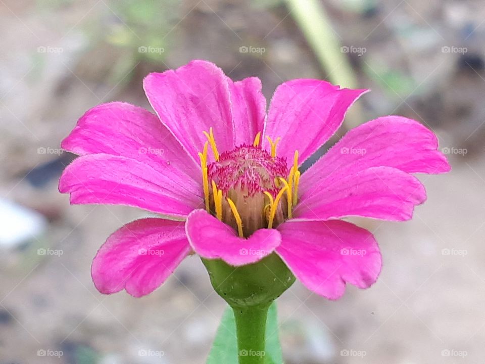 Zinnia flower