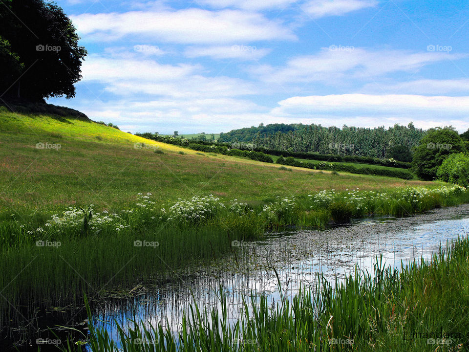 A canal in early summer, Wales