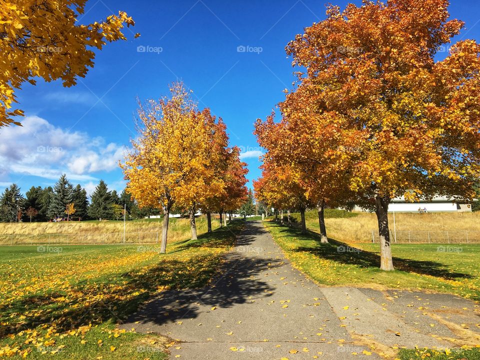 Beautiful fall colours 
