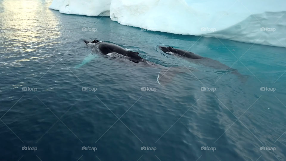 whales in the arctic