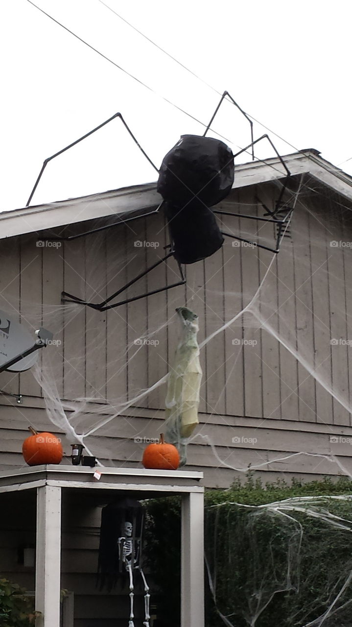 Halloween Spider