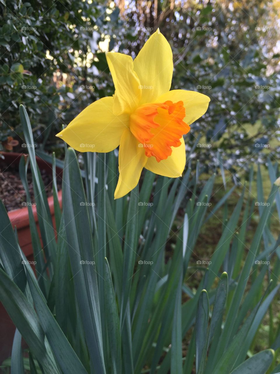 Flower, Nature, Flora, Daffodil, No Person