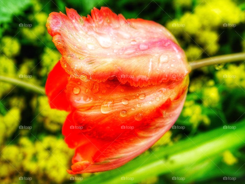 Raindrop on tulip flower