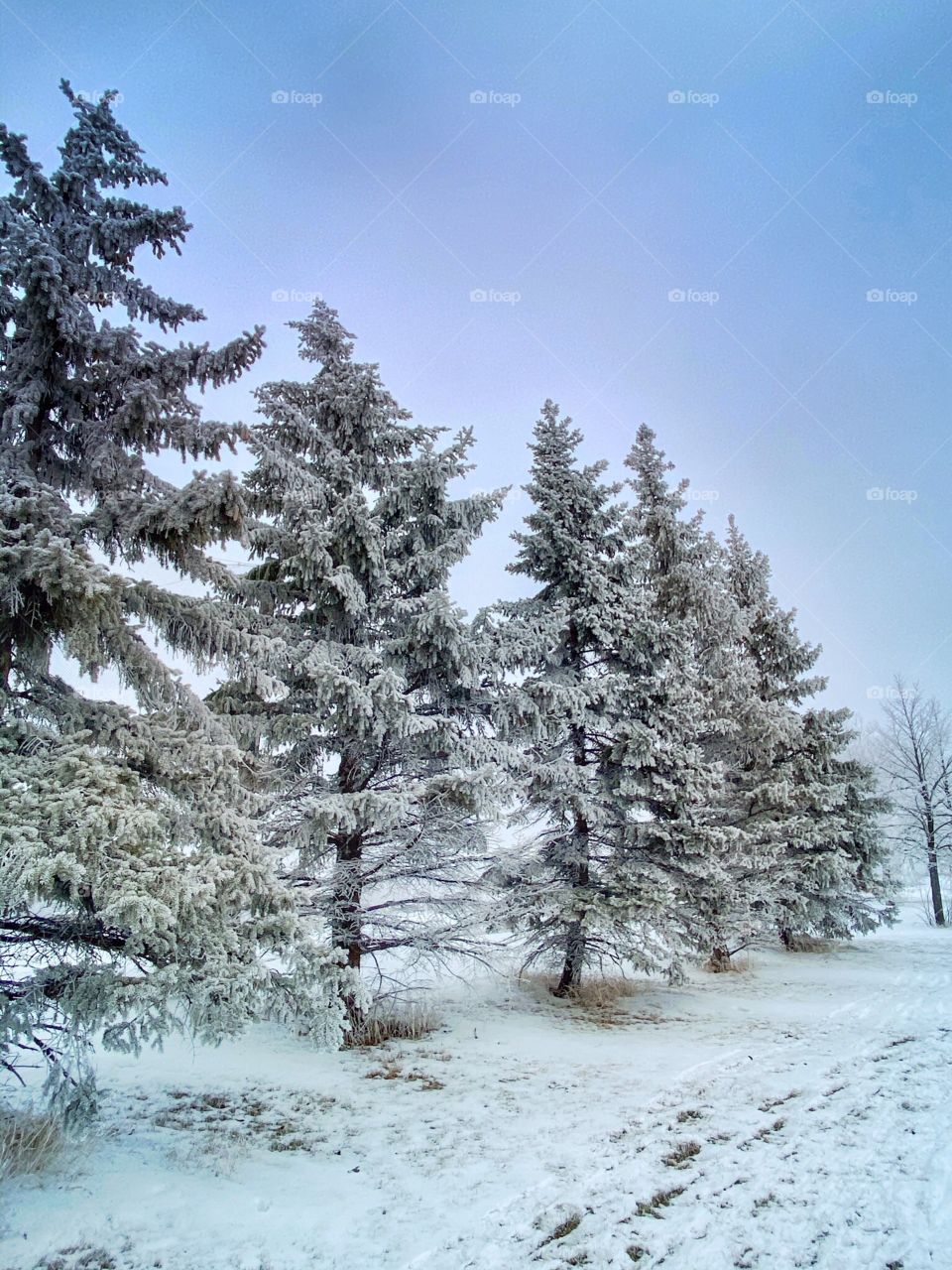 Frosty pine trees