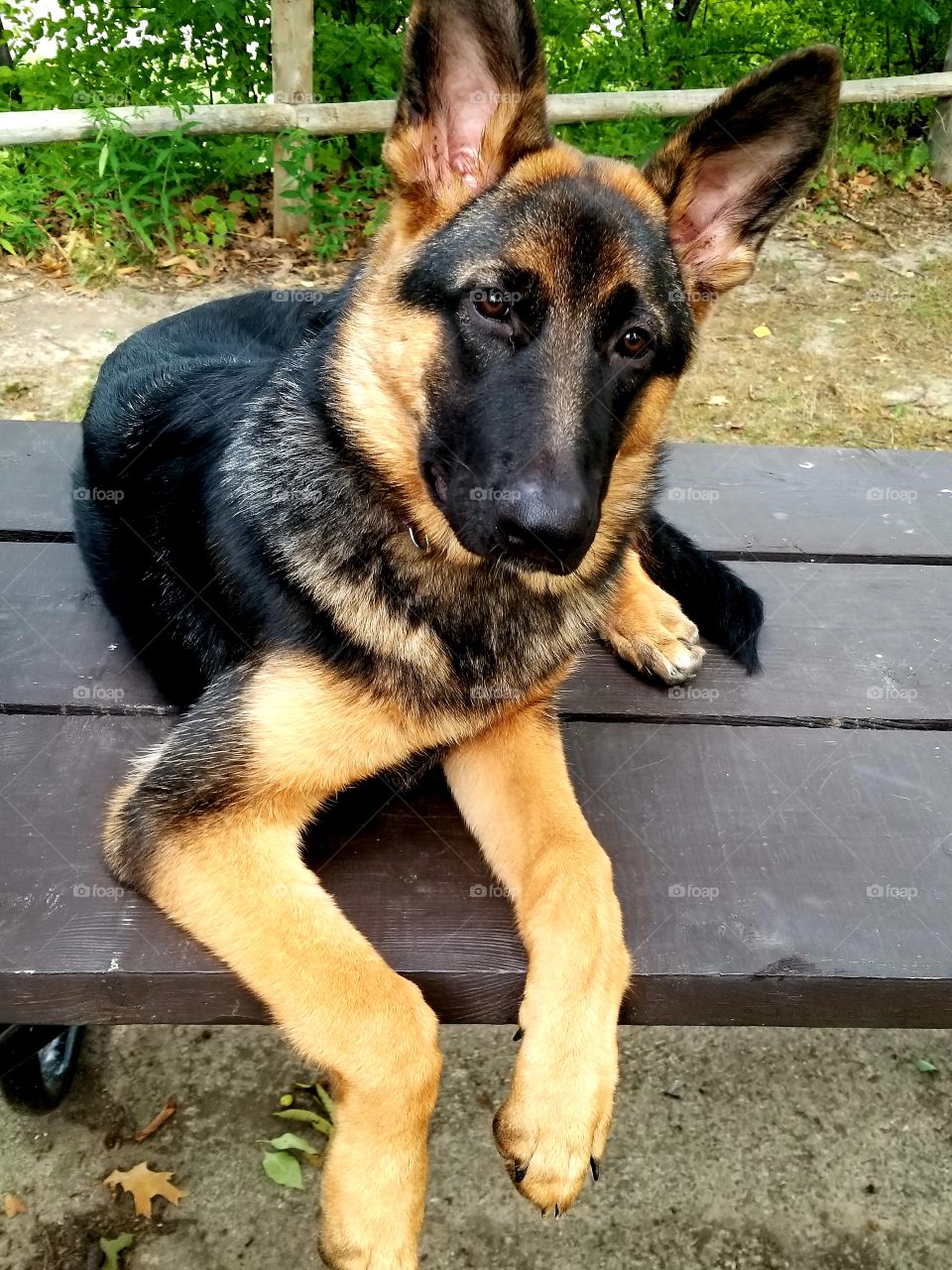 Happy Pet with Solid Gold