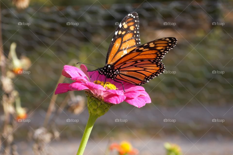 Butterfly On Flower