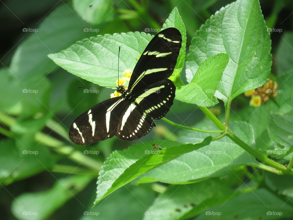 Zebra longwing